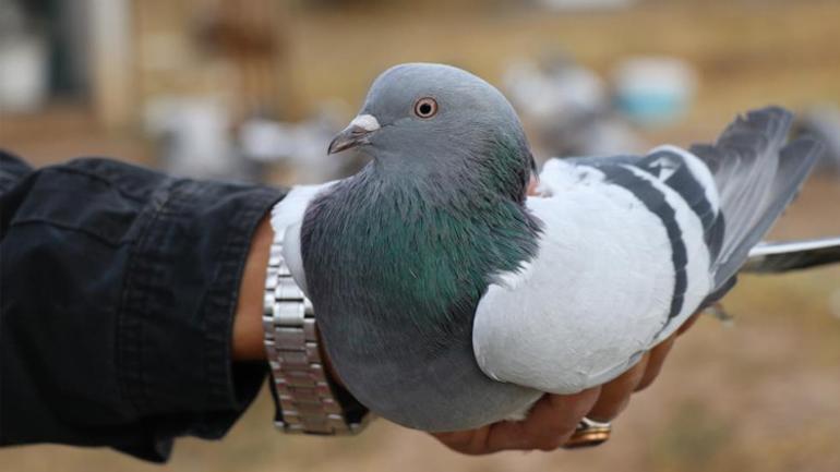 Dünya Sivas Efsanesi’nin peşinde Değeri yarım milyonu aştı