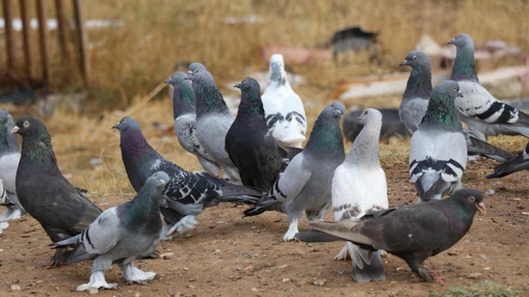 Dünya Sivas Efsanesi’nin peşinde Değeri yarım milyonu aştı