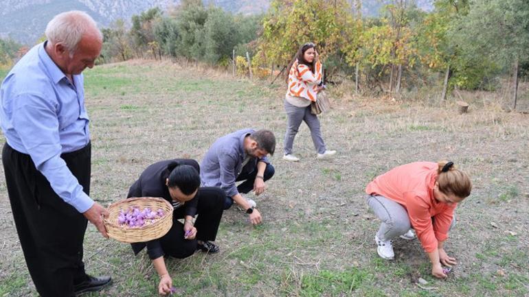Kırmızı Altın kuraklığa yenildi, fiyatı dudak uçuklattı Dünyanın en pahalısı