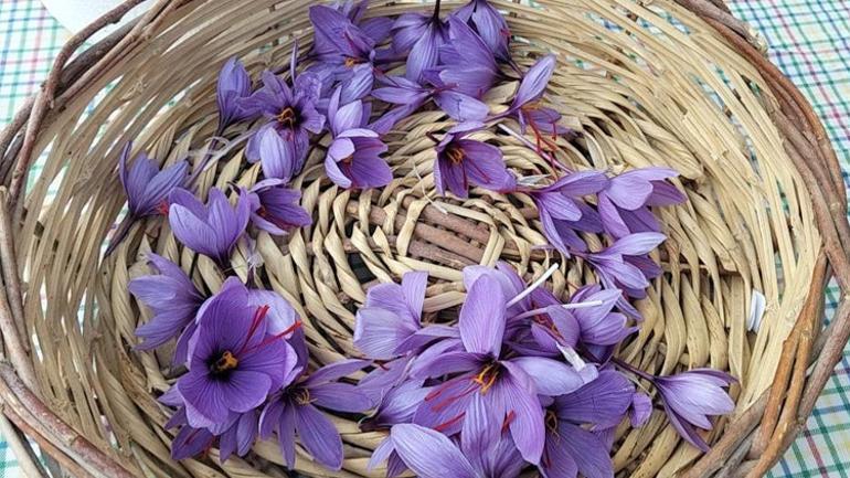 Kırmızı Altın kuraklığa yenildi, fiyatı dudak uçuklattı Dünyanın en pahalısı