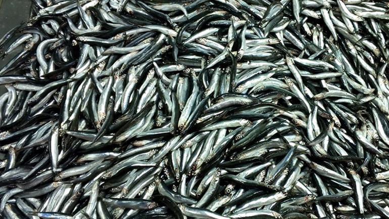 Kilosu 20 liraya düştü, vatandaş sabahtan sıraya girdi 3 ton 2 saatte bitti