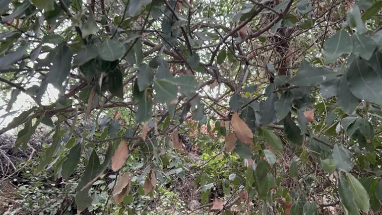 Kendiliğinden yetişen bitki cep yakıyor Kuraklık vurdu, fiyatı tavan yaptı