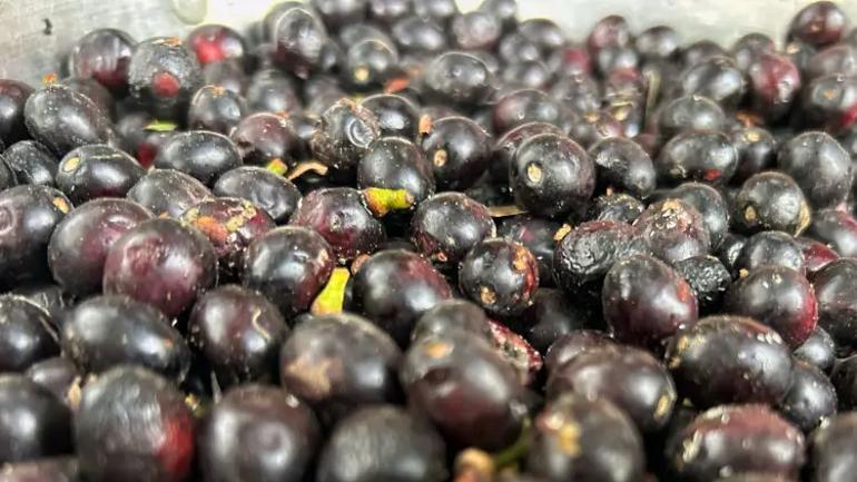 Kendiliğinden yetişen bitki cep yakıyor Kuraklık vurdu, fiyatı tavan yaptı