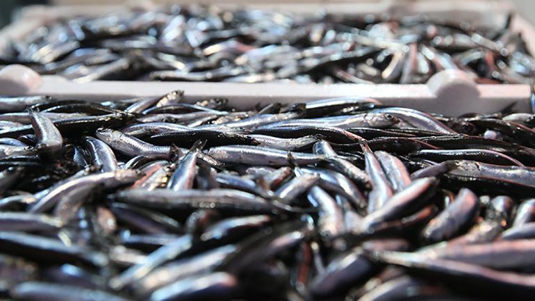 4 yıldır böylesi olmuyor Fiyatı 150 liradan 50 liraya düştü, vatandaşın yüzü güldü