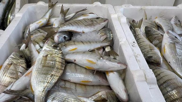 Büyük şaşkınlık Böyle bereket görülmedi, fiyatlar yüzleri güldürüyor