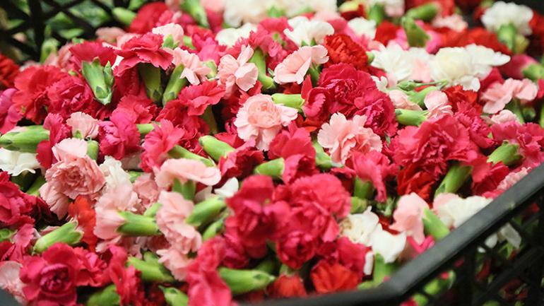 Türkiyeden Yunanistana özel çiçek Milyonlarca dolarlık gelir kapısı oldu