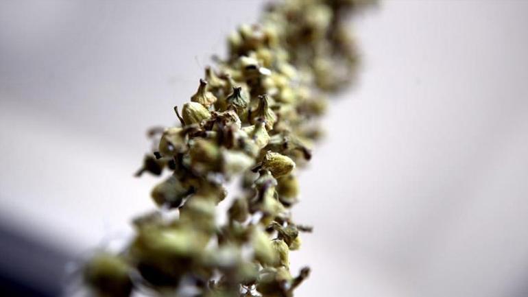 Köylerden tezgahlara Şifa kaynağının fiyatı altınla yarışıyor