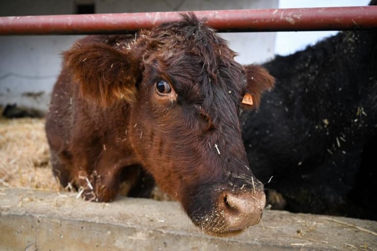 Faizsiz destek süresi belli oldu Bakan Yumaklı duyurdu