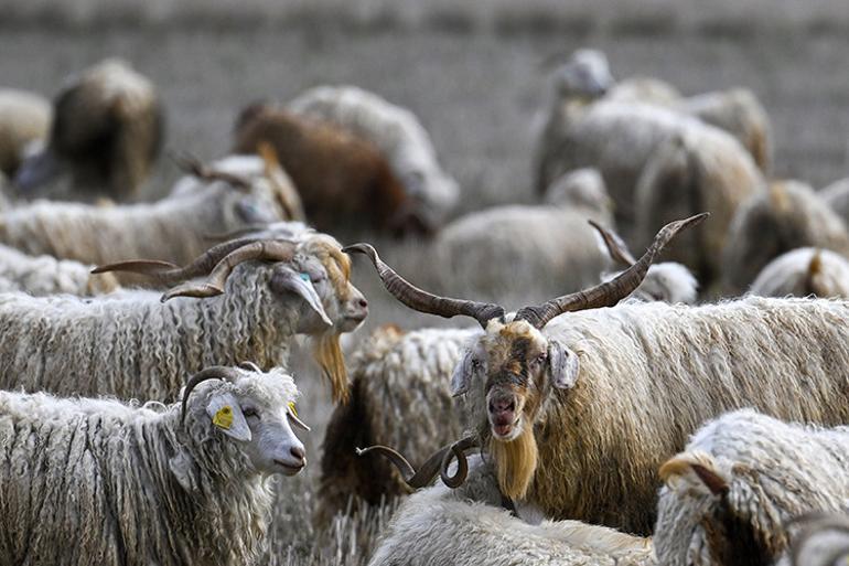 Tiftiğin ekonomiye kazandırılması için destek mekanizmaları geliştirilecek