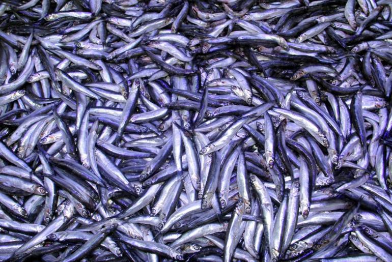 Fiyatlar düştü, vatandaşın yüzü güldü Esnaf dertli: Çalışarak kaybettik