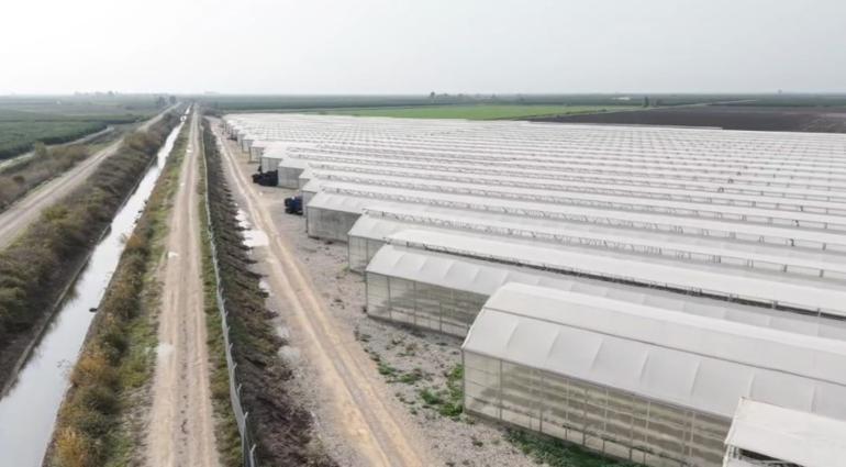 Topraksız üretti, 7 ülkeye sattı Tarımda yeni dönem