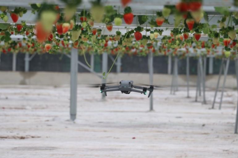 Topraksız üretti, 7 ülkeye sattı Tarımda yeni dönem