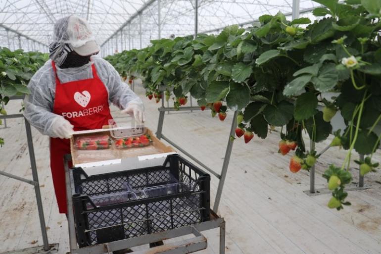 Topraksız üretti, 7 ülkeye sattı Tarımda yeni dönem