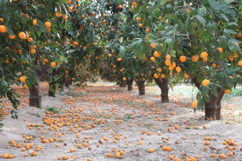 Çiftçi ücretsiz verdi, yüzüne bakan olmadı Toprak turuncuya döndü