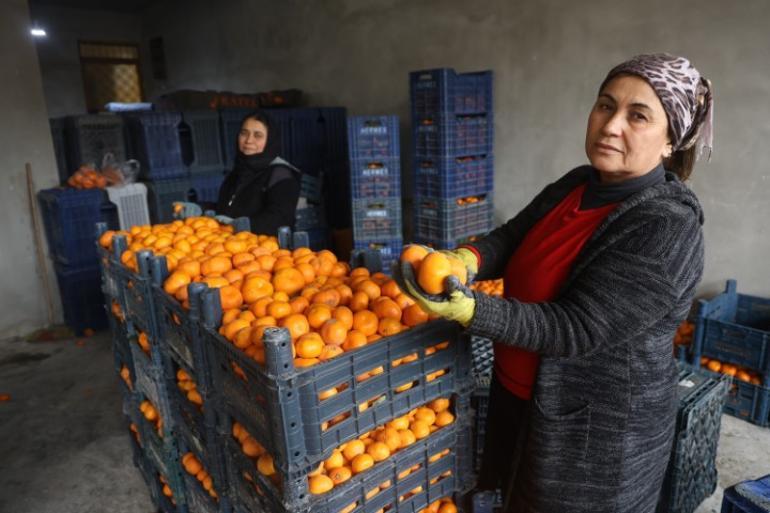 Çiftçi ücretsiz verdi, yüzüne bakan olmadı Toprak turuncuya döndü