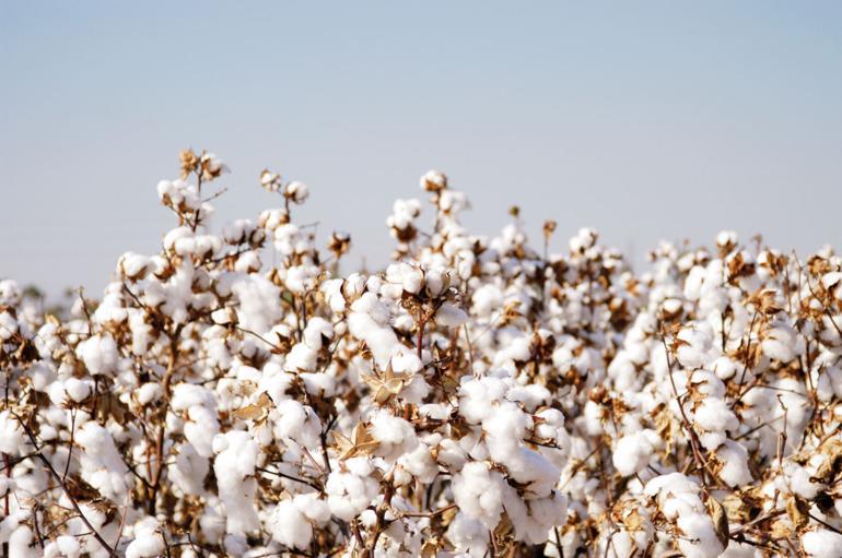 Tarımda iki farklı tablo... Yağmur pamuğu vurdu kar fındığı hasata hazırladı