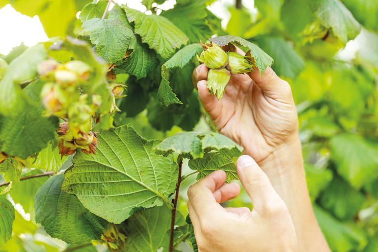Tarımda iki farklı tablo... Yağmur pamuğu vurdu kar fındığı hasata hazırladı