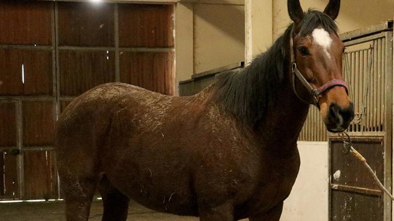 TMSF, safkan İngiliz kısrağını satışa çıkardı İşte fiyatı…