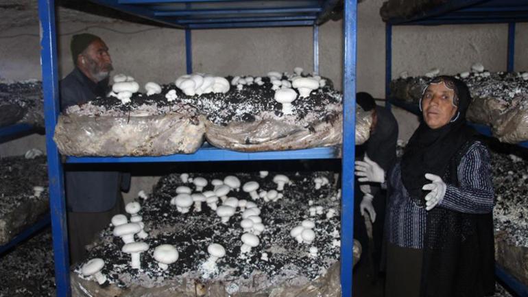 2 bin yıllık tarihi mağarada mantar üretim tesisi kurdu