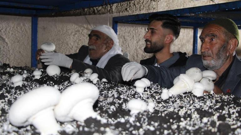 2 bin yıllık tarihi mağarada mantar üretim tesisi kurdu