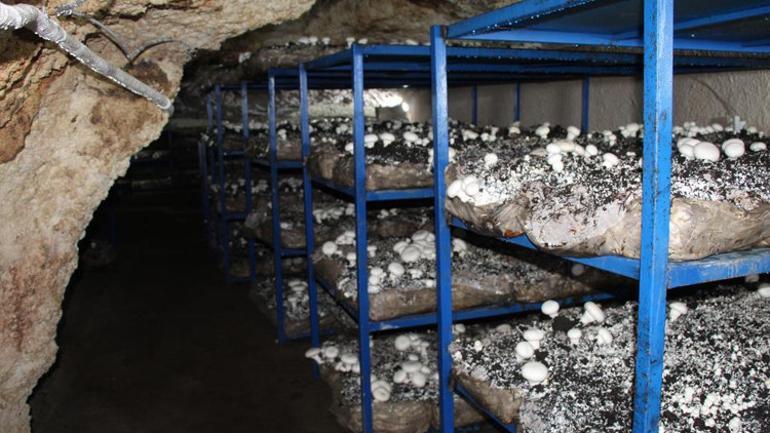 2 bin yıllık tarihi mağarada mantar üretim tesisi kurdu