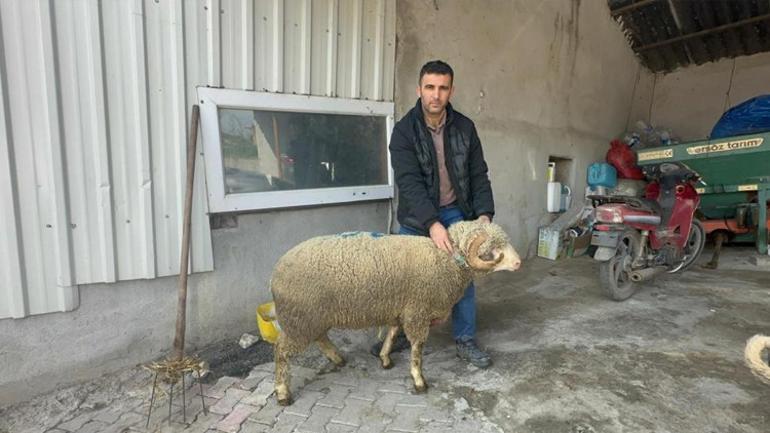 Rekor fiyata satıldı, yavruları için 150 kişi sıraya girdi