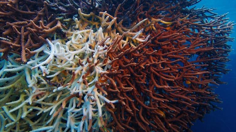 Bakan Kurum paylaştı: Marmaradaki popülasyonu artıracak proje