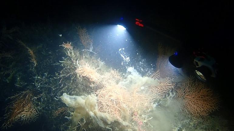 Bakan Kurum paylaştı: Marmaradaki popülasyonu artıracak proje