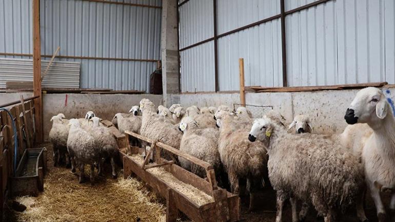 20 koyunla başladı, sonuca kimse inanamadı Servet değerinde