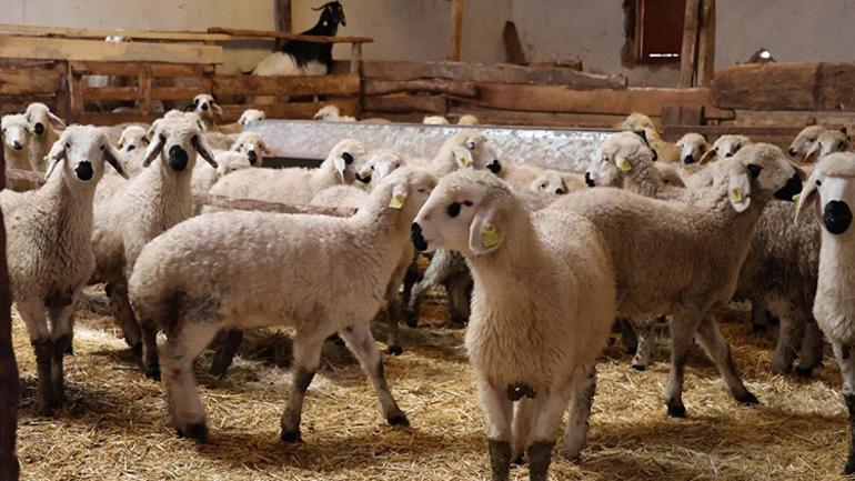 20 koyunla başladı, sonuca kimse inanamadı Servet değerinde