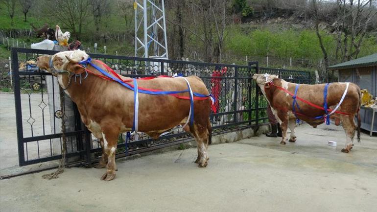 Kurbanlıklarda ezber bozan kampanya Bu tosunları alan S. Arabistan yolcusu