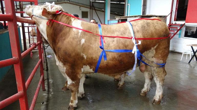 Kurbanlıklarda ezber bozan kampanya Bu tosunları alan S. Arabistan yolcusu