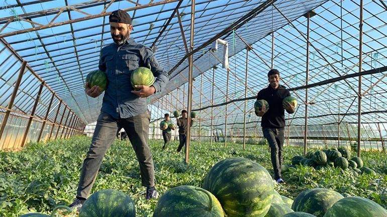 Yazın habercisi tezgahlara indi Yerli tohumla bereketli hasat