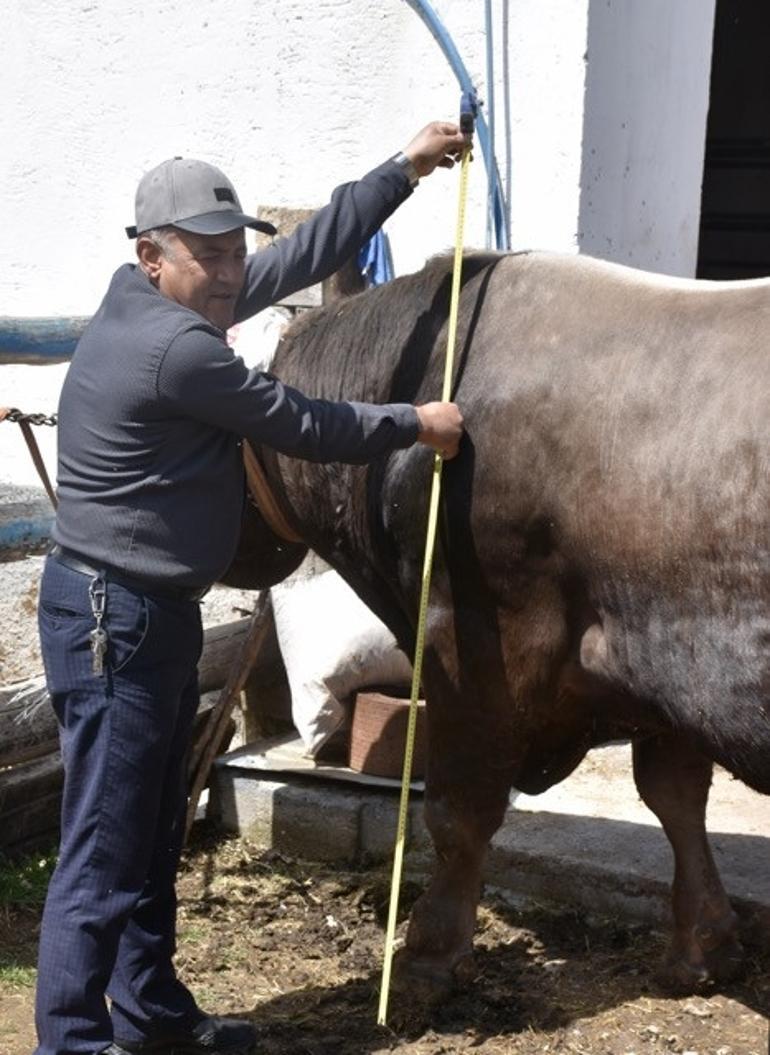 Piyasanın kralı belli oldu Kantara sığmadı, fiyatı dudak uçuklattı