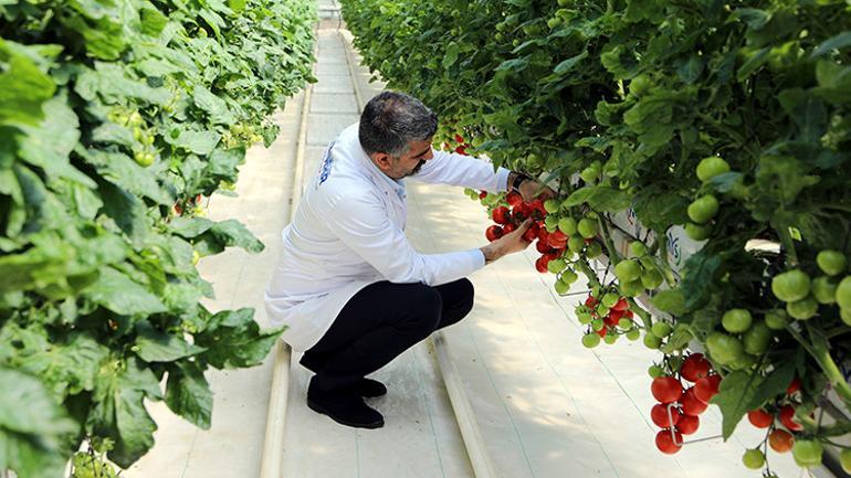 Çöp enerjisi ile üretildi, 65 yaş üstüne ücretsiz dağıtılıyor