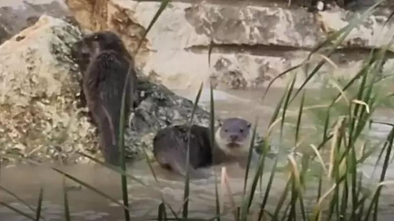 Nesli tehlikedeki su samurları Kirmasti Deresi'nde görüntülendi