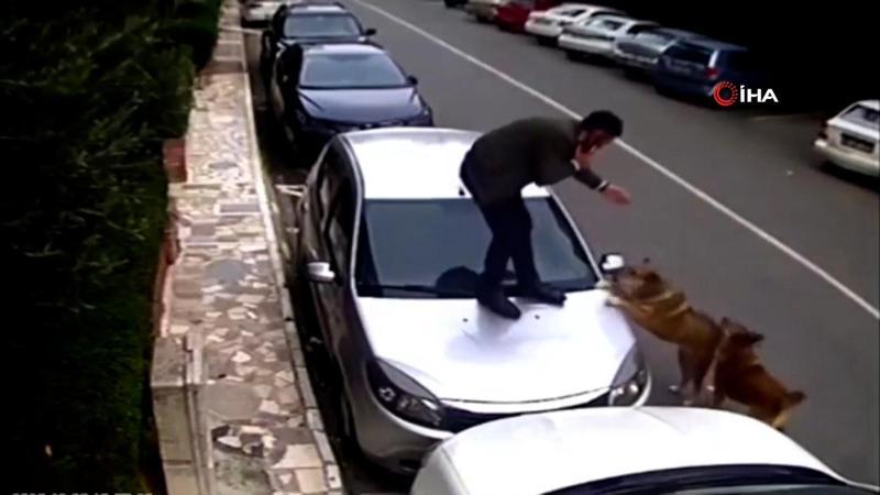 Köpek saldırılarından araçların üzerine çıkarak kurtuldular