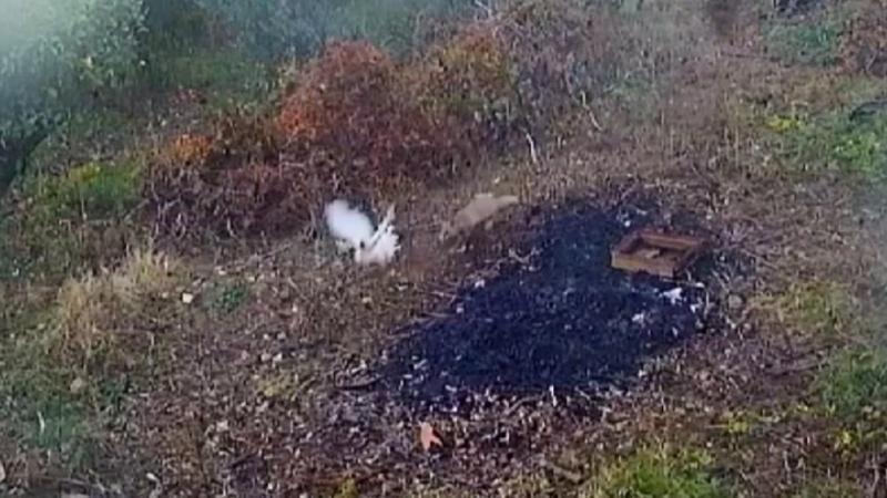 Çiftliğe musallat olan tilkinin tavuğu kovaladığı anlar kamerada