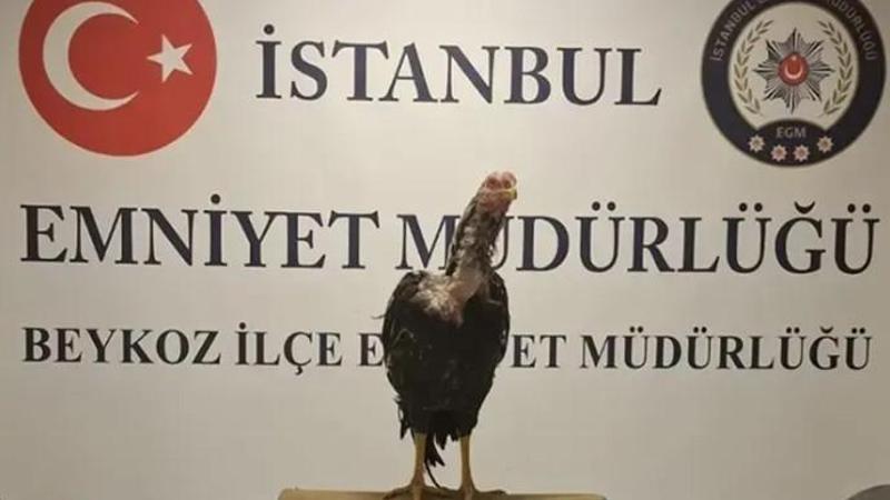 İstanbul'da horoz dövüştüren 21 kişiye 194 bin 187 lira ceza uygulandı