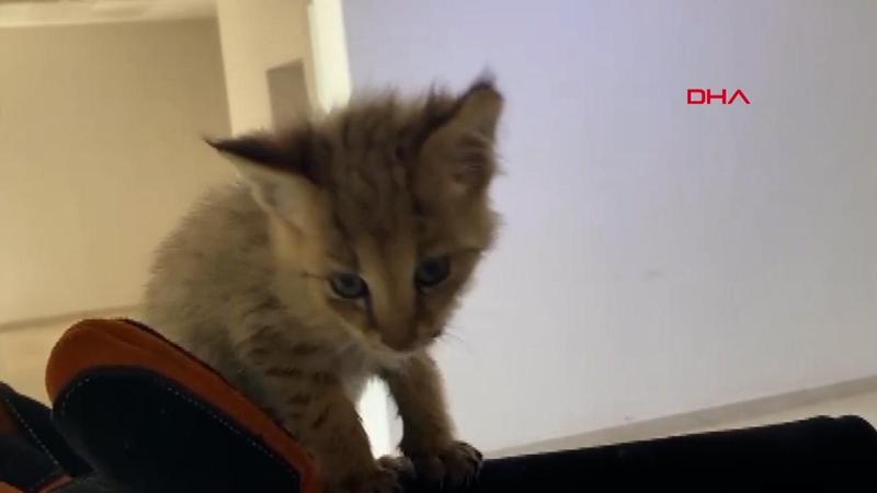 Şırnak'ta nöbetteki askerin fark ettiği saz kedisi korumaya alındı