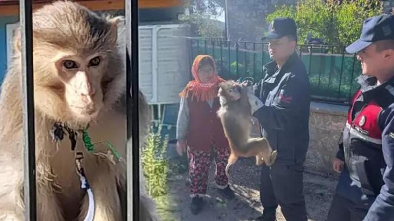 Muğla'da mahallede maymun yakalandı