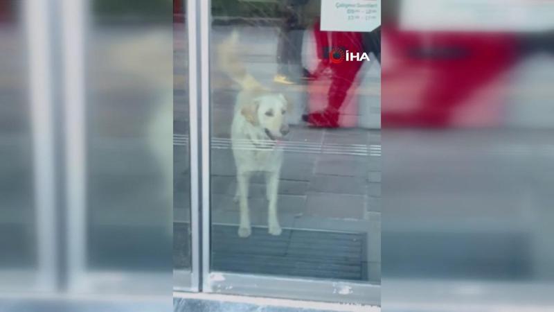 Bankada mahsur kalan köpek alarm sistemini devreye soktu!