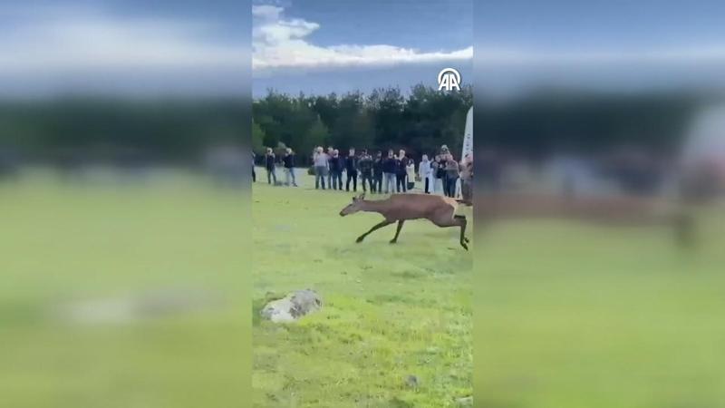 Ordu'da doğaya 4 kızıl geyik salındı