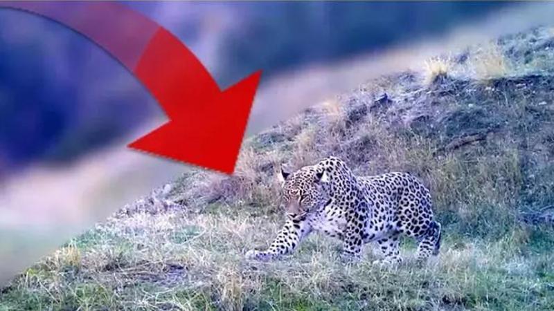 Bakan Yumaklı, Anadolu Parsı’nın fotokapana yakalanan yeni görüntülerini paylaştı