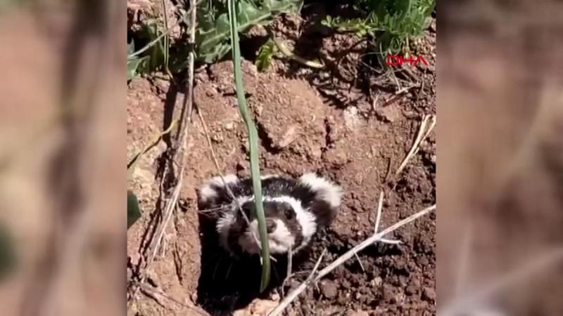 Nesli tehlike altındaki 'alaca sansar' görüntülendi!