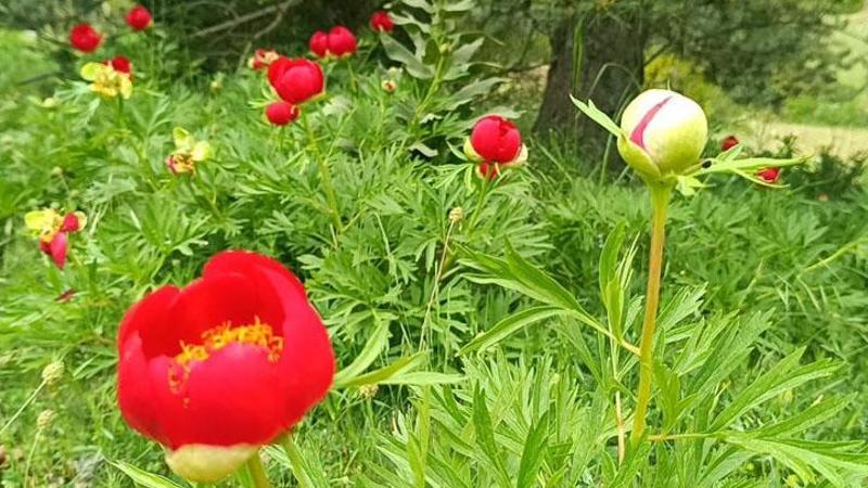 Spil'de şakayıklar açtı: Koparmanın cezası 557 bin 212 TL