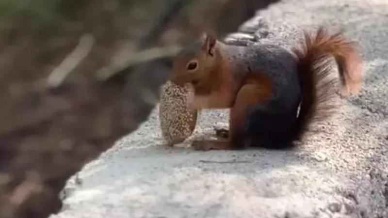 Amanoslar’da kömbe yiyen sincap görüntülendi