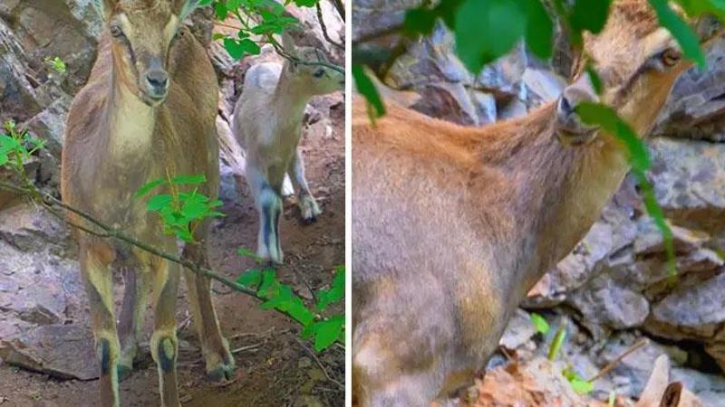 Doğa fotoğrafçısı sosyal medyada paylaştı, büyük beğeni topladı