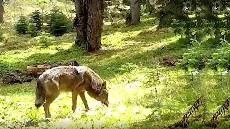 Bursa'da fotokapana yakalandı