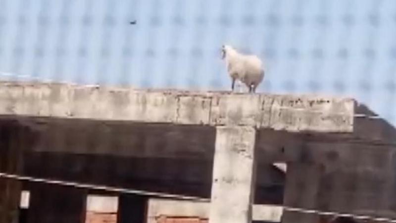 Kaçıp 3 katlı binanın üzerine çıkan koçu, sahibi satmaktan vazgeçti!